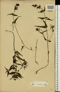 Melampyrum, Eastern Europe (no precise locality) (E0) (Not classified)