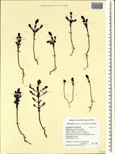 Odontites luteus (L.) Clairv., Crimea (KRYM) (Russia)