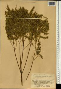 Tamarix hispida Willd., South Asia, South Asia (Asia outside ex-Soviet states and Mongolia) (ASIA) (China)