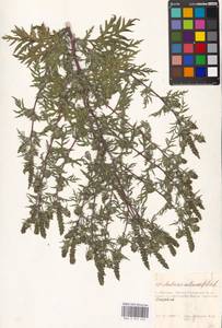 Ambrosia artemisiifolia L., Eastern Europe, Moscow region (E4a) (Russia)