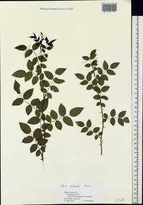 Rosa glauca Pourr., Eastern Europe, Lower Volga region (E9) (Russia)