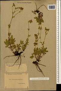 Potentilla recta subsp. laciniosa (Kit. ex Nestler) Nyman, Caucasus, Dagestan (K2) (Russia)