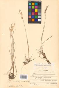 Poa macrocalyx Trautv. & C.A.Mey., Siberia, Russian Far East (S6) (Russia)