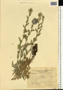 Echinops ritro subsp. ruthenicus (M. Bieb.) Nyman, Eastern Europe, South Ukrainian region (E12) (Ukraine)