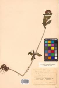 Hylotelephium telephium (L.) H. Ohba, Siberia, Chukotka & Kamchatka (S7) (Russia)