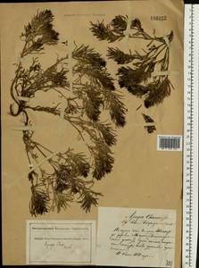 Ajuga chamaepitys subsp. chia (Schreb.) Arcang., Eastern Europe, South Ukrainian region (E12) (Ukraine)