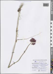 Allium rotundum L., Caucasus, Black Sea Shore (from Novorossiysk to Adler) (K3) (Russia)