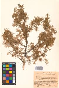 Juniperus communis L., Eastern Europe, Moscow region (E4a) (Russia)