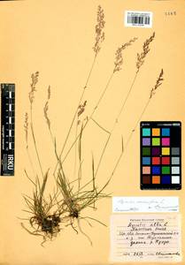 Agrostis stolonifera L., Siberia, Baikal & Transbaikal region (S4) (Russia)