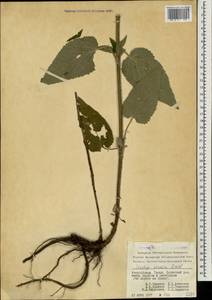 Stachys alpina subsp. alpina, Caucasus, Azerbaijan (K6) (Azerbaijan)