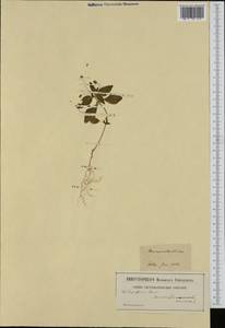 Mercurialis annua L., Western Europe (EUR) (Germany)