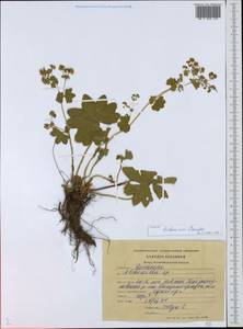Alchemilla tichomirovii Czkalov, Eastern Europe, North-Western region (E2) (Russia)