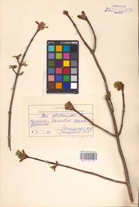 Acer platanoides L., Eastern Europe, Lower Volga region (E9) (Russia)