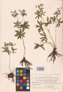 Geranium pseudosibiricum J. Mayer, Eastern Europe, Eastern region (E10) (Russia)