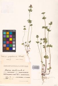 MHA 0 154 565, Lamium amplexicaule L., Eastern Europe, Lower Volga region (E9) (Russia)