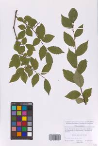 Ulmus pumila L., Eastern Europe, Moscow region (E4a) (Russia)