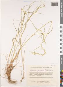 Elymus violaceus (Hornem.) J.Feilberg, Siberia, Yakutia (S5) (Russia)