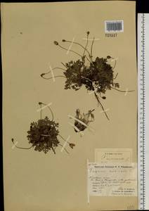 Oreomecon nudicaulis subsp. microcarpa (DC.) Grey-Wilson, Siberia, Chukotka & Kamchatka (S7) (Russia)