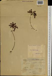 Phedimus aizoon (L.) 't Hart, Siberia, Altai & Sayany Mountains (S2) (Russia)