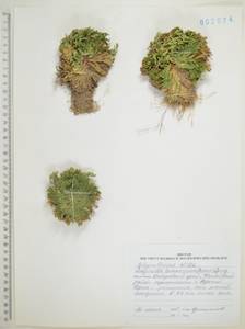 Selaginella tamariscina (P.Beauv.) Spring, Siberia, Russian Far East (S6) (Russia)