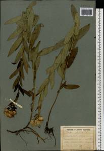 Pentanema salicinum (L.) D. Gut. Larr., Santos-Vicente, Anderb., E. Rico & M. M. Mart. Ort., Eastern Europe, South Ukrainian region (E12) (Ukraine)