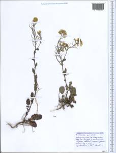 Barbarea vulgaris (L.) W.T. Aiton, Caucasus, Black Sea Shore (from Novorossiysk to Adler) (K3) (Russia)