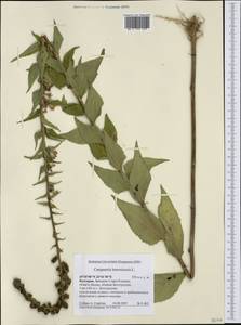 Campanula bononiensis L., Western Europe (EUR) (Bulgaria)