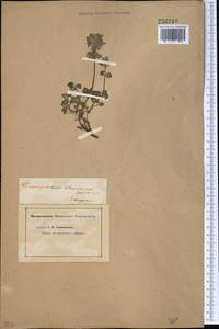 Dracocephalum stamineum Kar. & Kir., Middle Asia, Muyunkumy, Balkhash & Betpak-Dala (M9) (Kazakhstan)