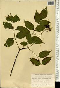 Euscaphis japonica (Thunb.) Kanitz, South Asia, South Asia (Asia outside ex-Soviet states and Mongolia) (ASIA) (China)