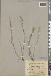 Alopecurus longiaristatus Maxim., Siberia, Russian Far East (S6) (Russia)