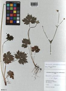 Ranunculus grandifolius C. A. Mey., Siberia, Altai & Sayany Mountains (S2) (Russia)