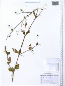 Boerhavia cordobensis Kuntze, Africa (AFR) (Namibia)
