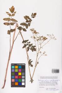 Pastinaca sativa L., Eastern Europe, South Ukrainian region (E12) (Ukraine)