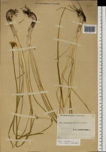 Allium angulosum L., Eastern Europe, Eastern region (E10) (Russia)