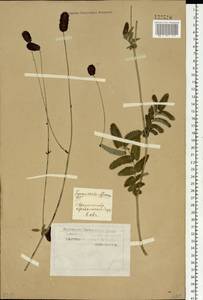 Sanguisorba officinalis L., Siberia, Western Siberia (S1) (Russia)