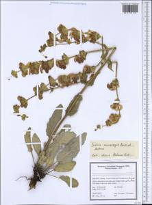 Salvia microstegia Boiss. & Balansa, South Asia, South Asia (Asia outside ex-Soviet states and Mongolia) (ASIA) (Iran)