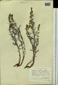 Artemisia tilesii Ledeb., Siberia, Yakutia (S5) (Russia)