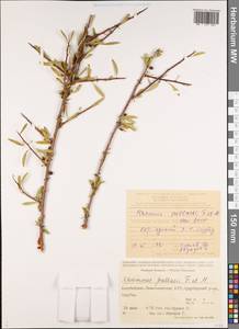 Rhamnus erythroxyloides subsp. erythroxyloides, Caucasus, Azerbaijan (K6) (Azerbaijan)