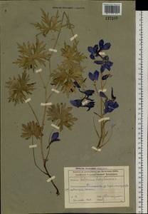 Delphinium laxiflorum DC., Siberia, Altai & Sayany Mountains (S2) (Russia)