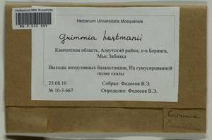 Grimmia hartmanii Schimp., Bryophytes, Bryophytes - Chukotka & Kamchatka (B21) (Russia)