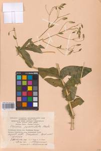 Gypsophila vaccaria (L.) Sm., Eastern Europe, Eastern region (E10) (Russia)