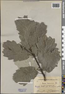 Quercus hartwissiana Steven, Caucasus, Krasnodar Krai & Adygea (K1a) (Russia)