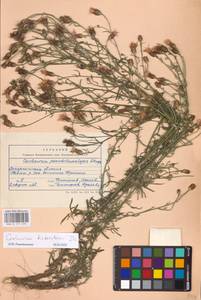 Centaurea stoebe subsp. stoebe, Eastern Europe, West Ukrainian region (E13) (Ukraine)