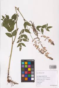 Galega orientalis Lam., Eastern Europe, North-Western region (E2) (Russia)