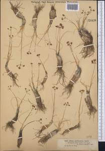 Allium subtilissimum Ledeb., Middle Asia, Muyunkumy, Balkhash & Betpak-Dala (M9) (Kazakhstan)