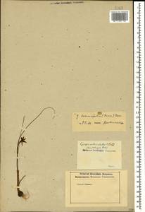 Gagea reticulata (Pall.) Schult. & Schult.f., Caucasus (no precise locality) (K0)