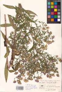 Symphyotrichum ×versicolor (Willd.) G. L. Nesom, Eastern Europe, Moscow region (E4a) (Russia)