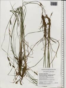 Carex nigra (L.) Reichard, Eastern Europe, Central region (E4) (Russia)