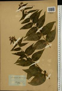 Vincetoxicum hirundinaria Medik., Eastern Europe, Belarus (E3a) (Belarus)