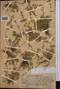 Potentilla soongarica Bunge, Middle Asia, Western Tian Shan & Karatau (M3) (Kazakhstan)
